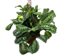Maranta Cat Moustache